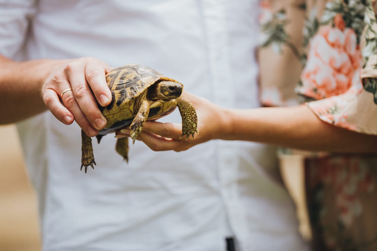 Close-up of a little turtle in the hands of the bridal couple.